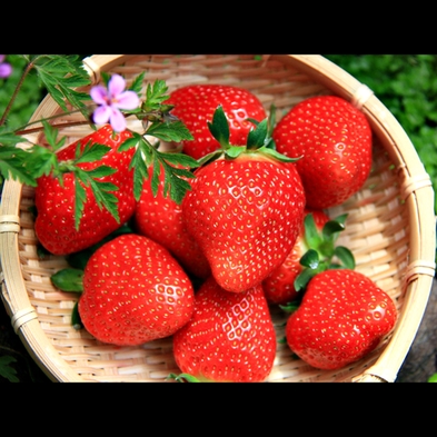 【果実狩りで遊ぼ】いちごの森でとちあいか食べ放題＆選べる夕食１泊２食付き